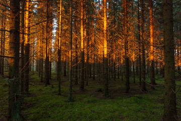 Spruce forest and sunset light landscape