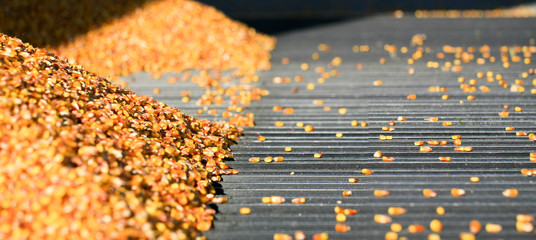 mais sur les grille du silo © X. BEGUET- Panorama 