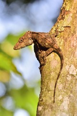 Anolis (Chamaeleolis) guamuhaya (Escambray Bearded Anole). Endemic of Cuba