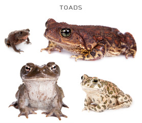 Toads set on white