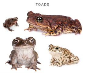 Toads set on white