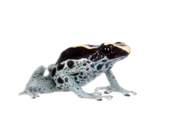 Awarape Dyeing Poison dart frog, Dendrobates tinctorius, on white