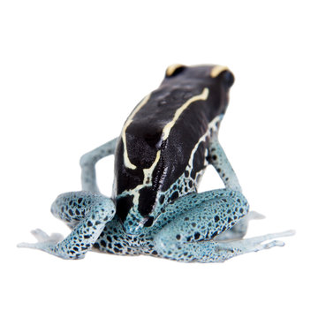 Awarape Dyeing Poison dart frog, Dendrobates tinctorius, on white