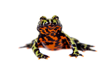 Oriental Fire-bellied Toad, Bombina orientalis, on white