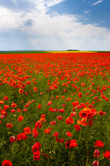 Flowers - a field of red poppies