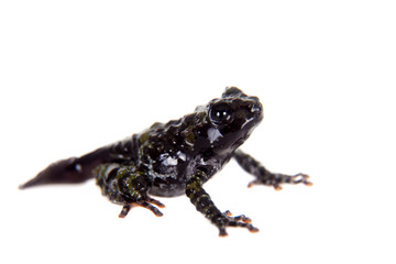 Theloderma bicolor, rare spieces of frog on white