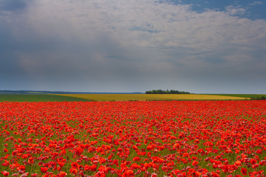 Flowers - a field of red poppies