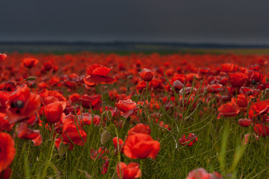 Flowers - a field of red poppies