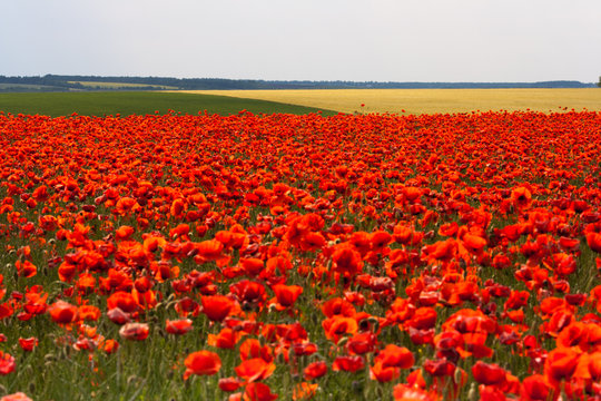 Flowers - a field of red poppies