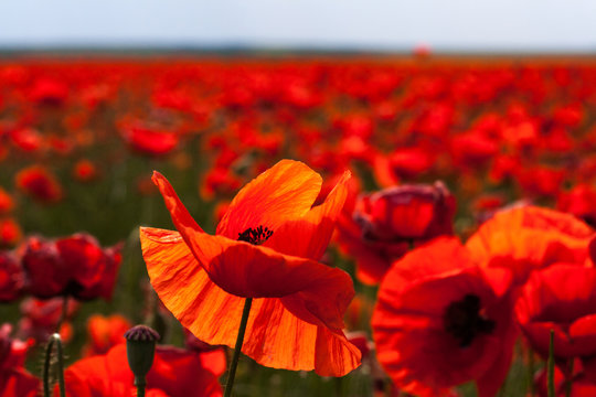 Flowers - red poppies in the field