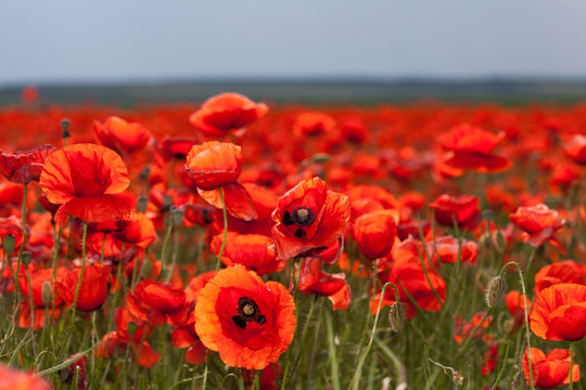 Flowers - red poppies in the field