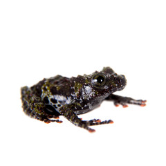 Theloderma bicolor, rare spieces of frog on white