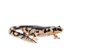Kaiser's spotted newt isolated on white