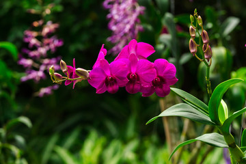 Beautiful purple orchid - phalaenopsis