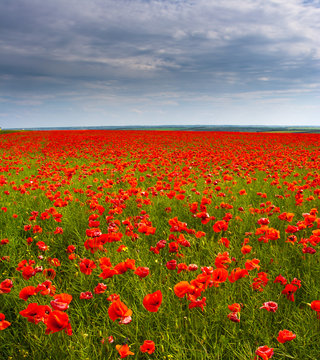 Flowers - a field of red poppies