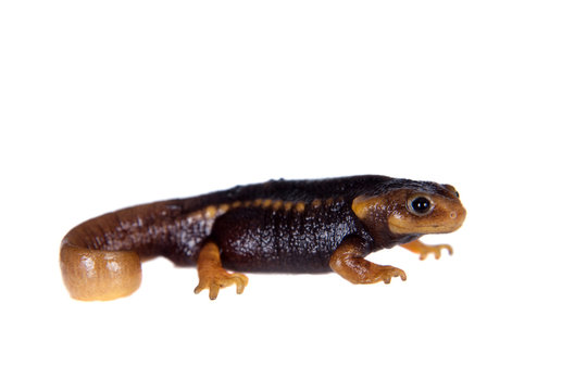 Himalayan Newt Isolated On White