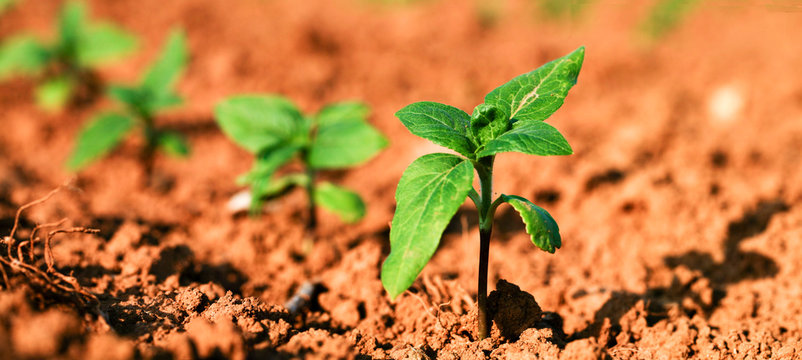 plantule de tournesol &agrave; 4 feuilles