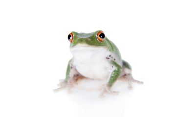 Green back flying tree frog isolated on white