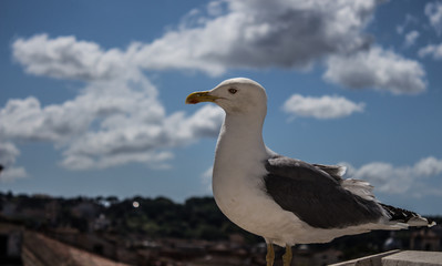Profilo di un gabbiano