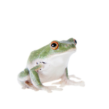 Green back flying tree frog isolated on white
