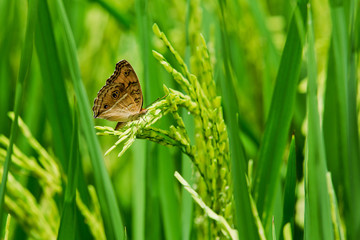 butterfly sits on a spike, wheat