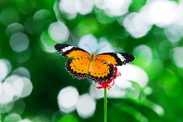 Butterfly nectar.