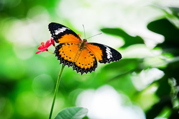 Butterfly nectar.