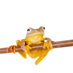 Two-dotted flying tree frog, Rhacophorus rhodopus, on white
