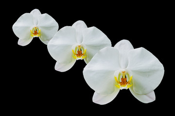 orchid flowers isolated on black background