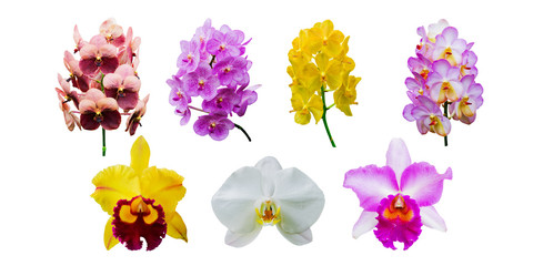 Collection of orchid flower isolated on white