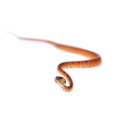 Fototapeta premium Red Amazon tree boa, 7 days old, isolated on white