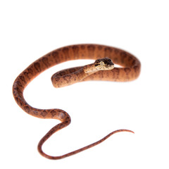 Red Amazon tree boa, 7 days old, isolated on white