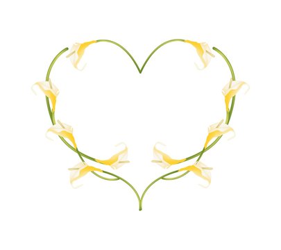 Beautiful Yellow Anthurium Flowers in Heart Shape