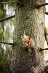 Eurasian red squirrel in the tree