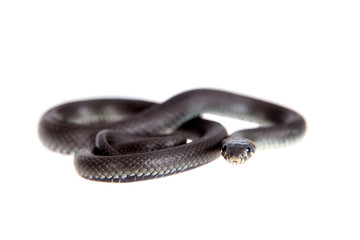 Fototapeta premium Grass Snake, Natrix natrix, on white