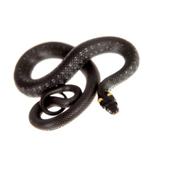 Grass Snake, Natrix natrix, on white