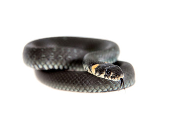 Grass Snake, Natrix natrix, on white