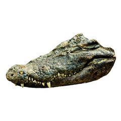 Crocodile on white background