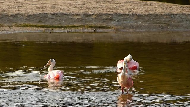 Roseate Spoonbills (Platea ajaja) bathing