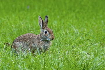 Wild rabbit feeding in green grass.