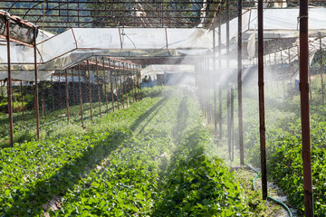 Fototapeta premium Open Sprinkler watering in the nursery greenhouse for planting s