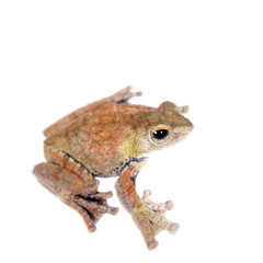 Spinybottom tree frog, rhacophorus execophygus, on white