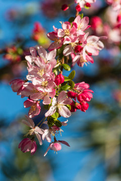 apple tree flowers in bloom