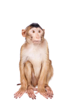 Juvenile Pig-tailed Macaque, Macaca nemestrina, on white