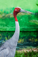 Healthy adult male sarus standing tall