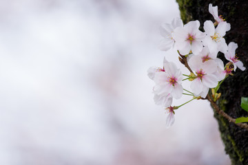 樹の幹から咲かせる桜の花