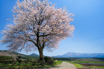 青空と一本桜