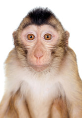 Juvenile Pig-tailed Macaque, Macaca nemestrina, on white