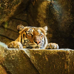 Deurstickers tiger © subinpumsom