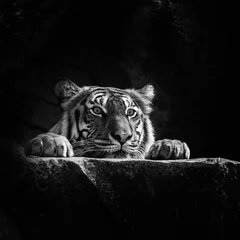 Fond de hotte en verre imprimé Best-sellers Animaux tigre